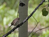 House Wren 0326